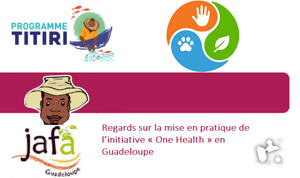 Regards sur la mise en pratique de l’initiative « One Health » en Guadeloupe
